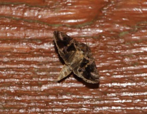 Réf. 198 094 : Chrysodeixis illuminata